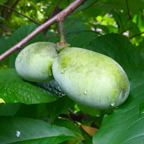 Set 2 Pawpaw Tree Live Plant 6 to12 Tall in Quart Pot, Paw Paw Fruit Tree for Outdoor Garden Planting