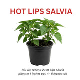 2 Salvia Plants, Hot Lips Salvia Live Plants, 4-6 Inches Tall, 4 Inches Pot, Long Blooming Red White Flowers for Indoor Outdoor Growing
