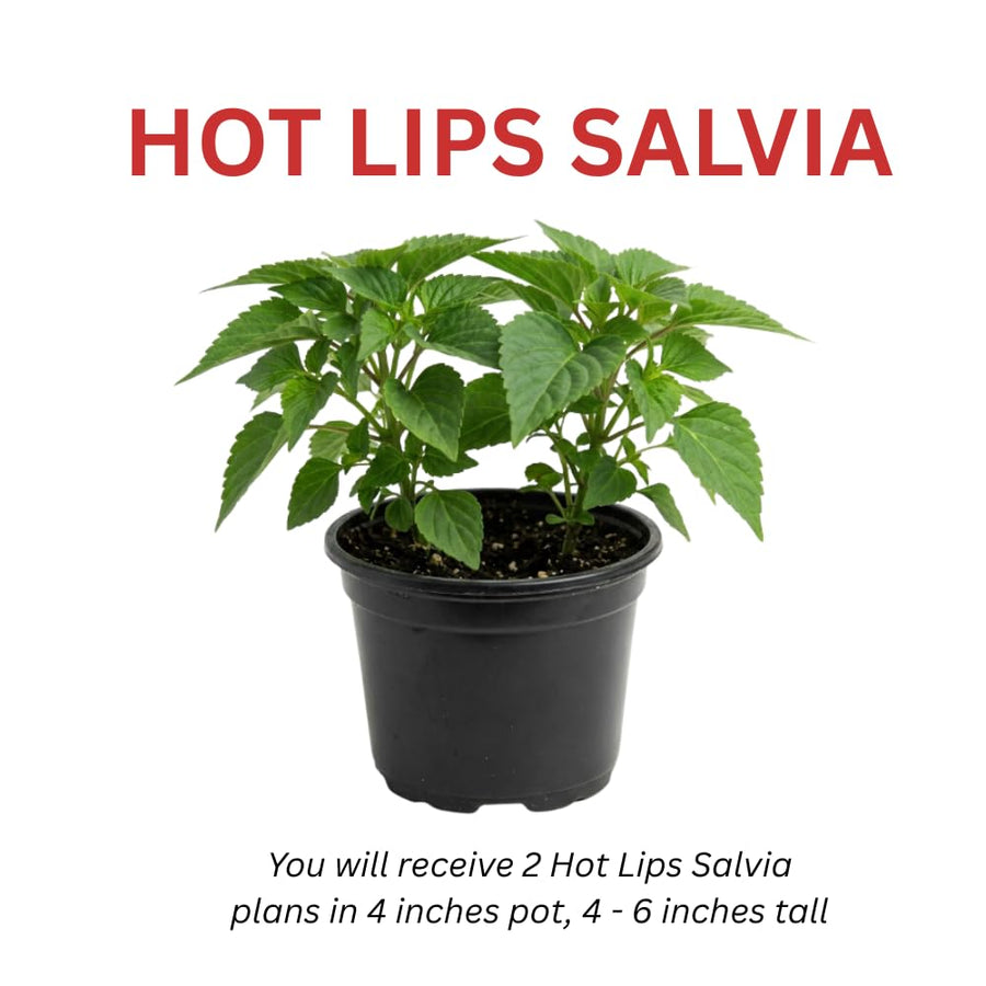 2 Salvia Plants, Hot Lips Salvia Live Plants, 4-6 Inches Tall, 4 Inches Pot, Long Blooming Red White Flowers for Indoor Outdoor Growing
