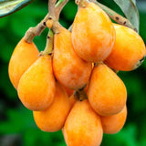 Loquat Tree Live Plant, Golden Loquat Plant Live, Cold Hardy Fruit Tropical Plant, Home Orchard Planting, 4 Inc Pot