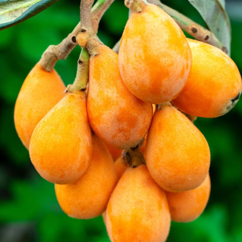 Loquat Tree Live Plant, Golden Loquat Plant Live, Cold Hardy Fruit Tropical Plant, Home Orchard Planting, 4 Inc Pot