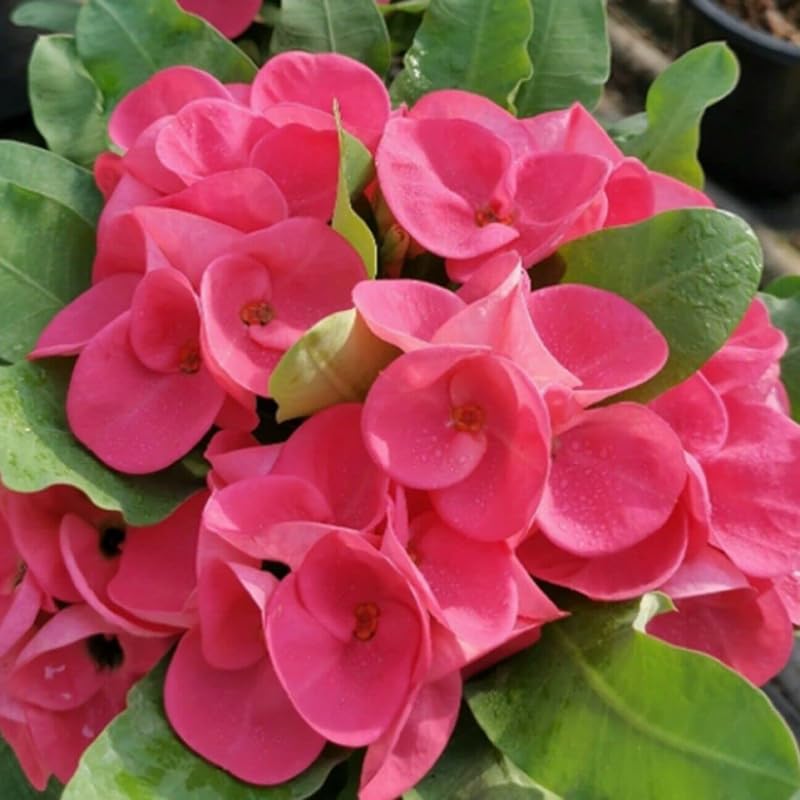 Euphorbia Crown of Thorns Plant, Hardy Perennial Succulent Plant 3-5 Inches, Vibrant Pink Flowers, Gardens and Indoor Planting