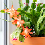 Orange Christmas Cactus Plants Live, 4 to 6 Inch Tall Live Christmas Cactus Bare Roots, Perennial Well Rooted Flower Plants, Holiday Houseplant, No Pot