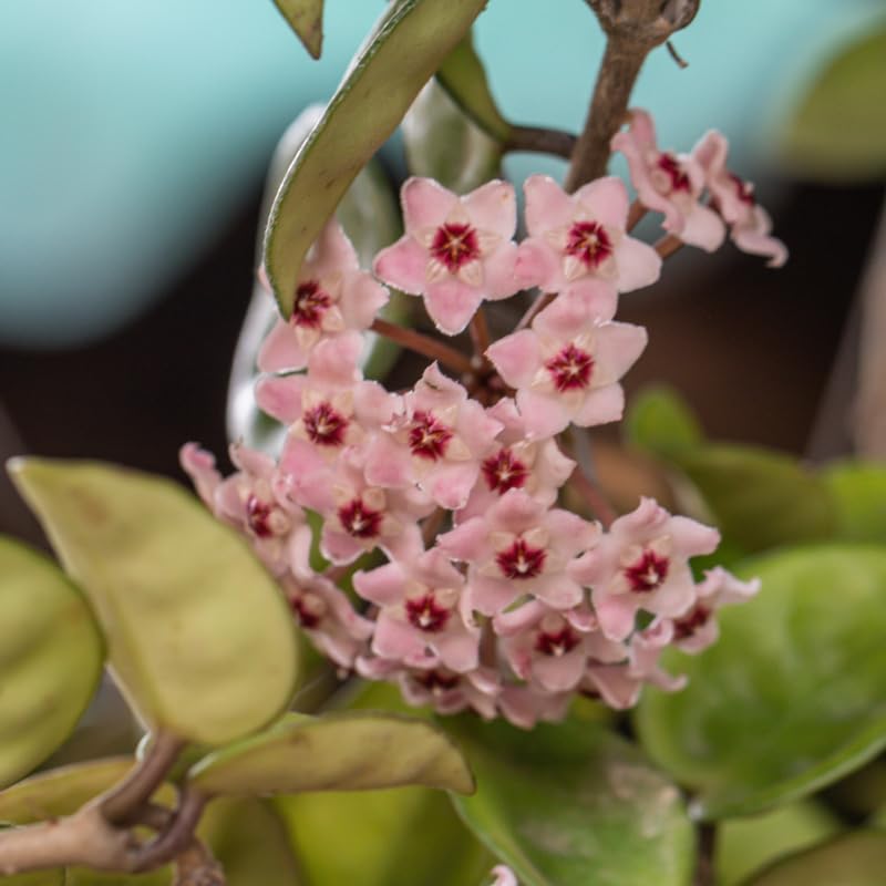 Hoya Carnosa Plant, Live Hoya Carnosa Plants, 4-6 Inch for Ornament Indoor Outdoor