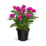 Miniature Rose Plant, Live 3.5” Potted Rose, Compact, Colorful Flowering Rose Bush for Indoor Outdoor Gardens (Pink)