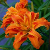 3 Daylily Bulbs for Planting, Reblooming Daylilies Roots, Hardy Perennial Flowers Bulbs, Gardens and Borders Planting