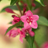 Pink Weigela Live Plant, 4 Inch Pot, 4-7 Inches Tall, Flowering Shrub for Outdoor Garden and Landscape