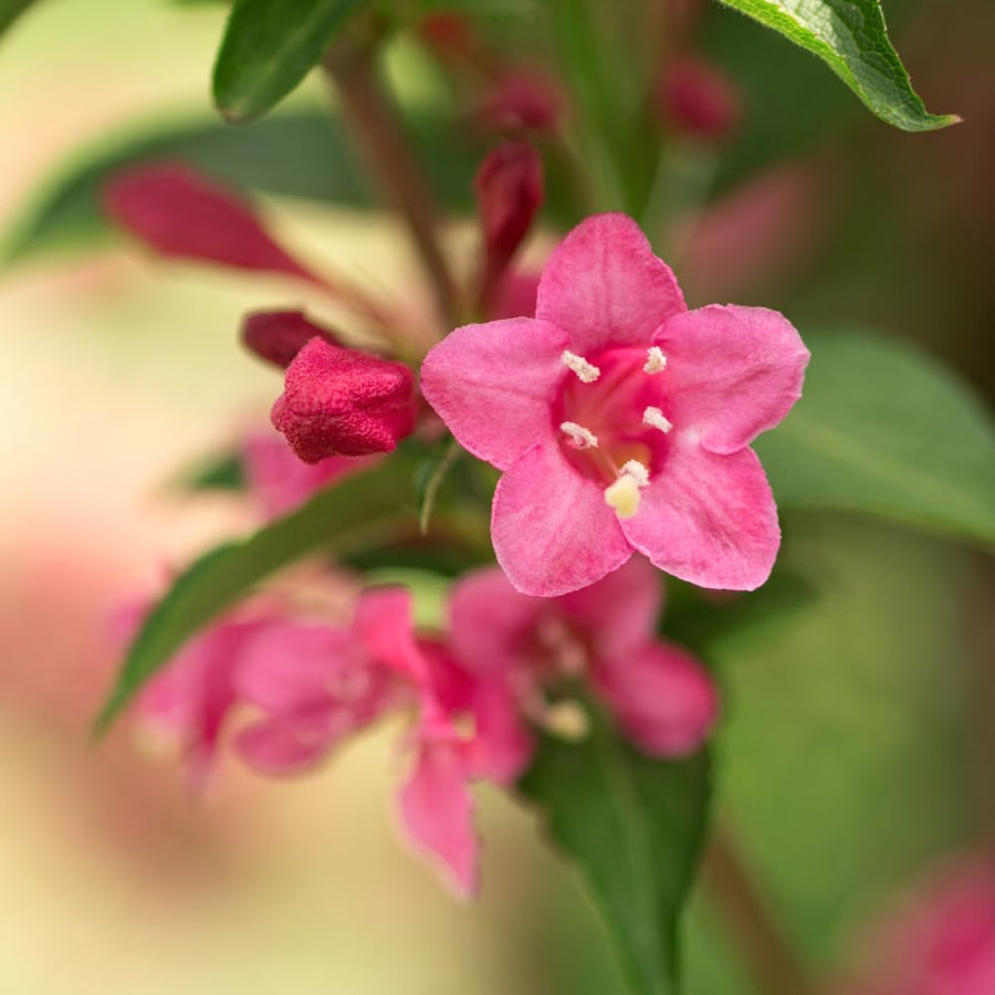 Pink Weigela Live Plant, 4 Inch Pot, 4-7 Inches Tall, Flowering Shrub for Outdoor Garden and Landscape