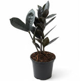 Black ZZ Plant, Live Indoor Houseplant, 3 Inch Pot Black Foliage Plant for Home Garden, Office