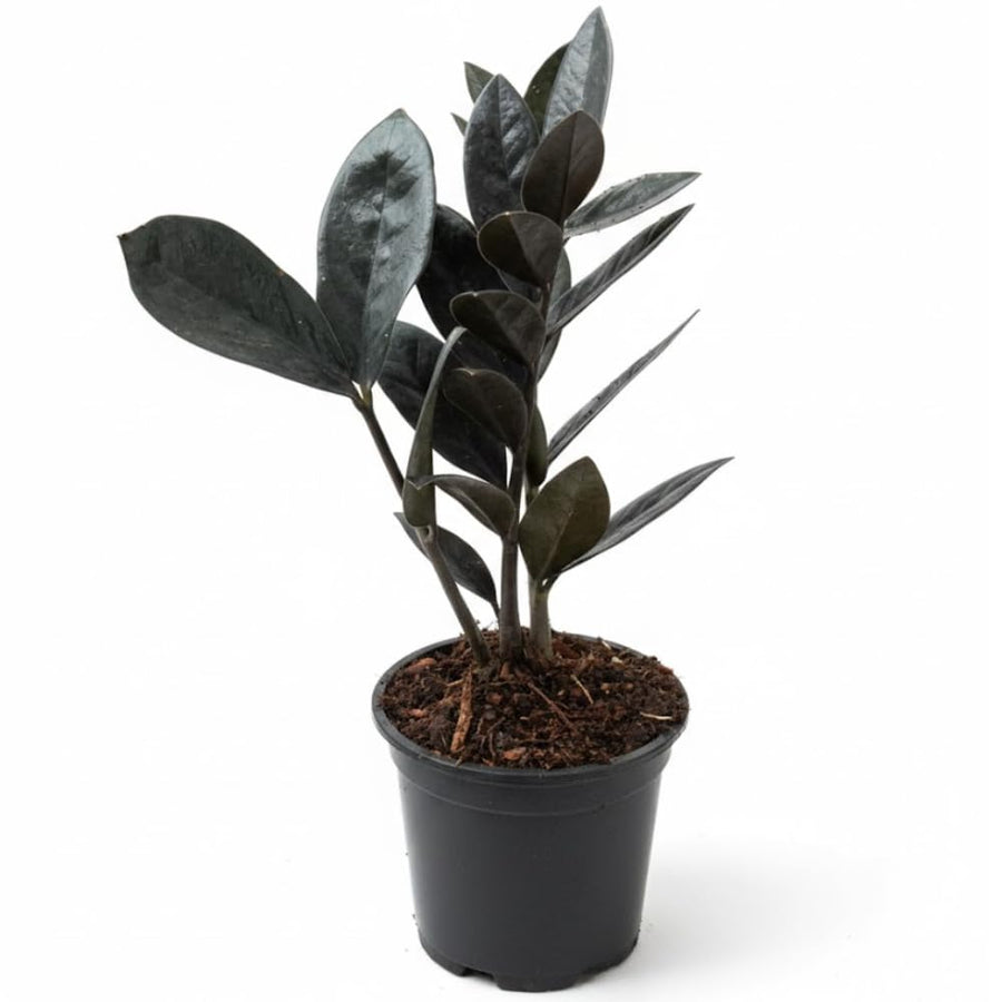 Black ZZ Plant, Live Indoor Houseplant, 3 Inch Pot Black Foliage Plant for Home Garden, Office