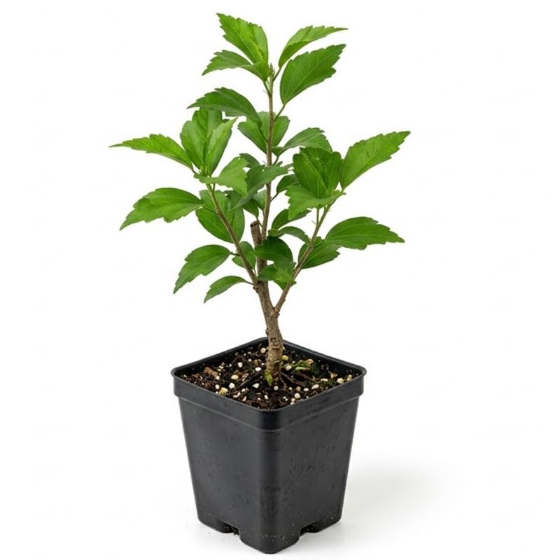 Althea Plant, Quart Pot, 6-12 Inch Plants Rose of Sharon Flowering Shrub, Hardy Hibiscus Flower Plant for Outdoor Landscapes