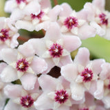 Live Hoya Carnosa Plant, Variegated Tricolor Hoya, Vine Hoya Plant 4-6 Inch for Planting