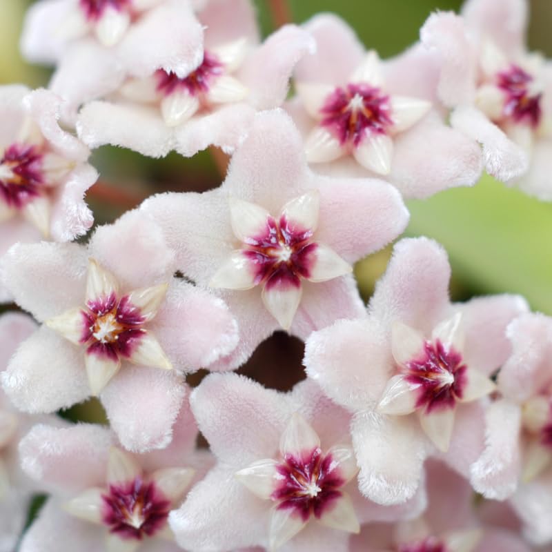 Live Hoya Carnosa Plant, Variegated Tricolor Hoya, Vine Hoya Plant 4-6 Inch for Planting