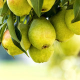 Pear Tree Live Plant 2-3 Feet Tall, Bareroot, Pear Fruit Tree Plant Live, Pear Plant Live for Planting, Live Pear Tree Ready to Grow