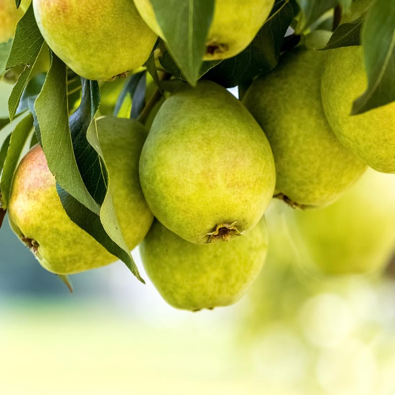 Pear Tree Live Plant 2-3 Feet Tall, Bareroot, Pear Fruit Tree Plant Live, Pear Plant Live for Planting, Live Pear Tree Ready to Grow