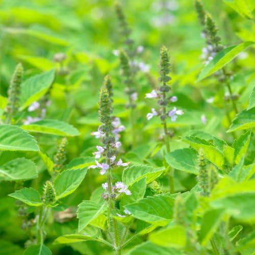 Set 6 Holy Basil Plants, 3-5 Inch Tall Herb Tusil Basil Plant, Live Perennial Herb Plant for Indoors, Outside Garden