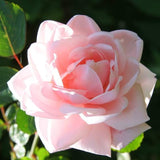 Climbing Roses Live Plants, Fragrant Climber Rose for Garden, 4 to 10 Inches Tall, Hybrid Tea Roses Bushes, Establish Root, Cut Back (Light Pink Rose)