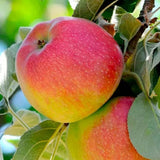 2-3 Feet Apple Tree Live Plant, Honey Crisp Apple Plant Live for Planting, Bareroot Apple Fruit Tree