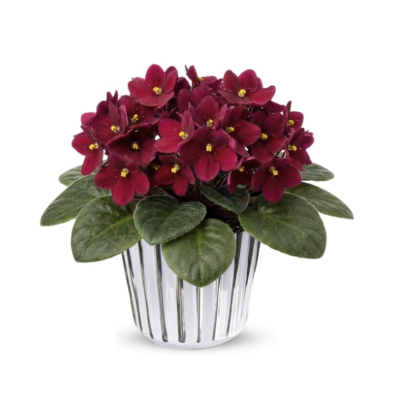 Burgundy Red African Violets Live Plant in 4" Pot, Starter African Violet for HouseplantIndoor Outdoor Home Decor