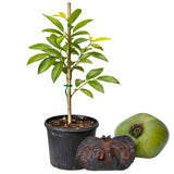 Black Sapote Tree, Chocolate Fruit Plant in 3 Gallon Pot, 2 Ft Tall Grafted, Cold Hardy Sweet Black Fruit Plant