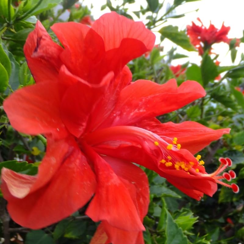 Hibiscus Plant Live, Hardy Hibiscus Flowers for Outdoor Landscapes, 5-9 Inch Height, Ornamental Hibiscus Bush Shrub, Well-Rooted, No Pot