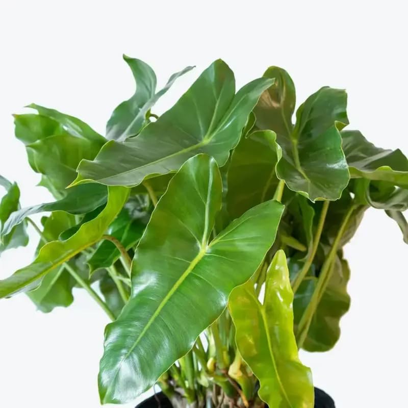 2 Green Leaf Philodendron Live Plant 5-9" Tall, Rare Tropical Indoor Houseplant Home Garden