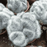 White Cactus Live Plant in 4" Pot, Rare Cactus Succulent for Home Décor, Indoor Outdoor Growing