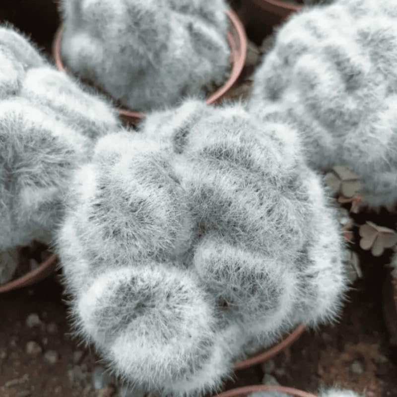 White Cactus Live Plant in 4" Pot, Rare Cactus Succulent for Home Décor, Indoor Outdoor Growing