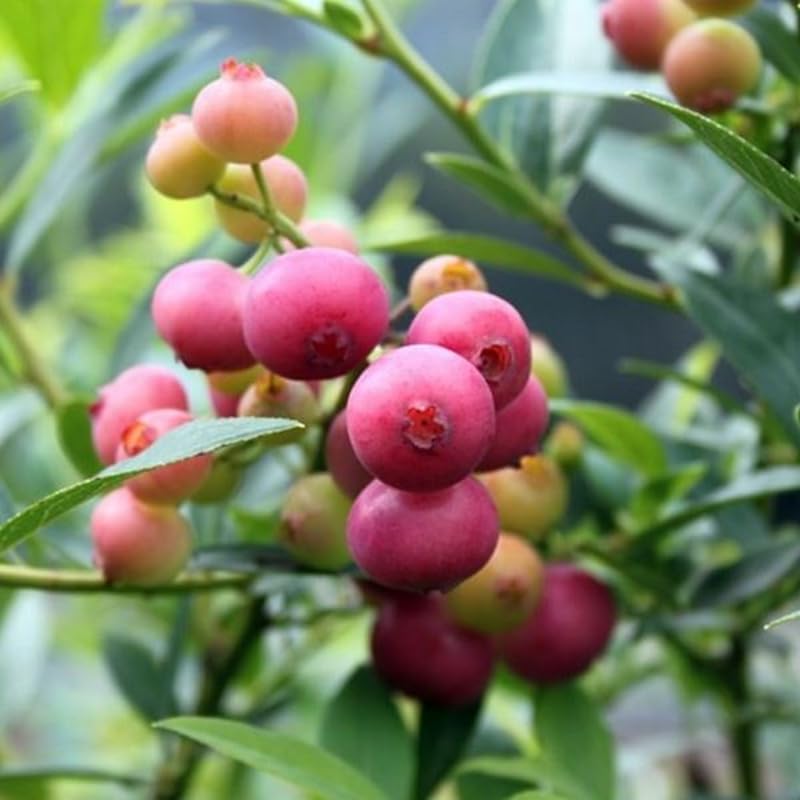 2 Blueberry Plants Live for Planting, Blueberry Bushes Live Plant 1 Year Old, Fruit Tree Live Blueberry Plant Highbush Blueberry Plant (Pink Lemonade Blueberry Plants)