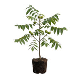 2 Black Walnut Trees, 2 Years-Old Walnut Bare Roots, Outdoor Nut Tree for Planting, Ready to Grow
