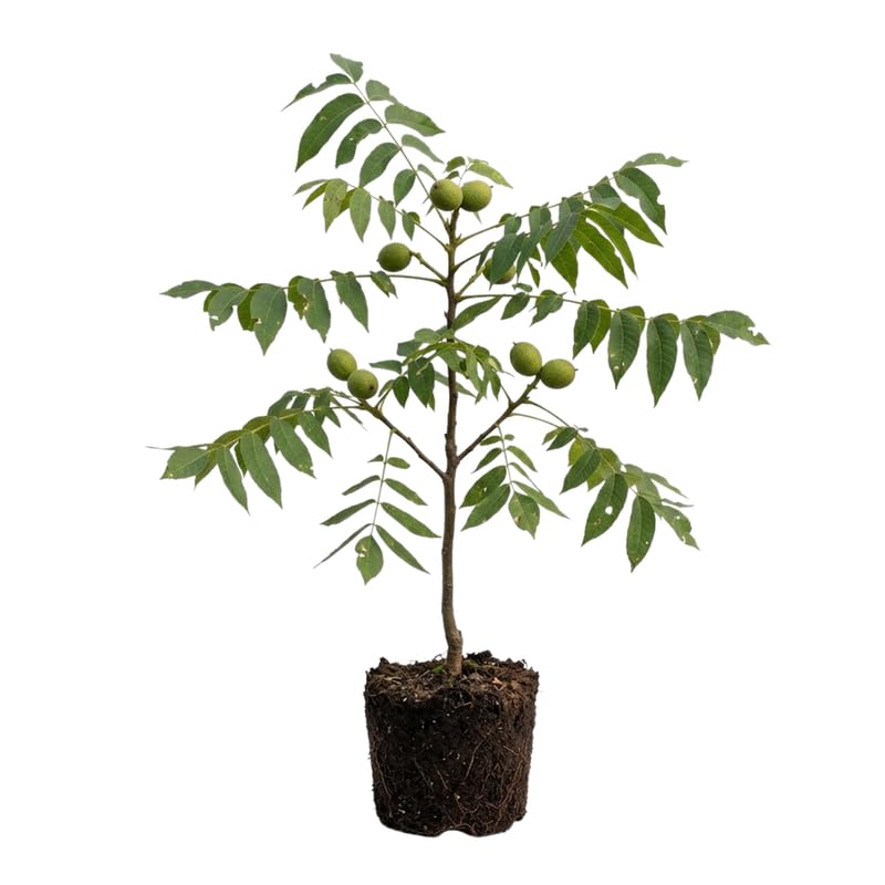 2 Black Walnut Trees, 2 Years-Old Walnut Bare Roots, Outdoor Nut Tree for Planting, Ready to Grow