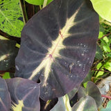 Dark Green Yellow Colocasia Plants, 3-6" Elephant Ear Esculenta Taro Alocasia Live Plant for Outdoor Planting, Alocasia Plants Bare Root, No Pot, Live Colocasia Houseplant