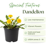 Dandelion Plant Live, Yellow Dandelion Live Plant, Hardy Flowers for Outdoor Growing, 4-6 Inc Tall, 4 Inc Pot