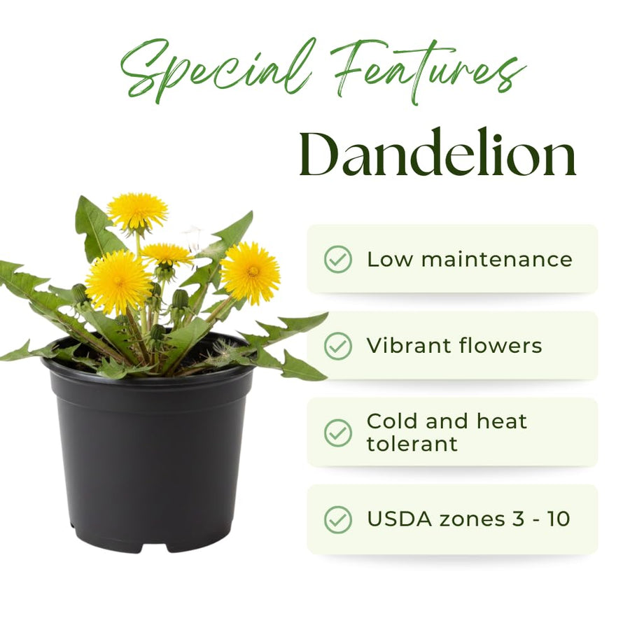 Dandelion Plant Live, Yellow Dandelion Live Plant, Hardy Flowers for Outdoor Growing, 4-6 Inc Tall, 4 Inc Pot