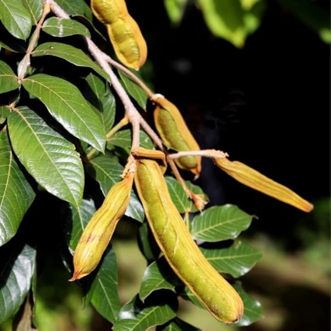 Ice Cream Bean Fruit Tree Live Plant Live for Planting, 8 to 12 Inch Tall Ice Cream Bean Plant Live Pot, a Half Gallon