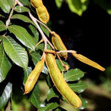 Ice Cream Bean Tree Live Plant, 8 to 11 Inc Tall, Ice Cream Bean Fruit Plant Live Pot Gardening Outdoor