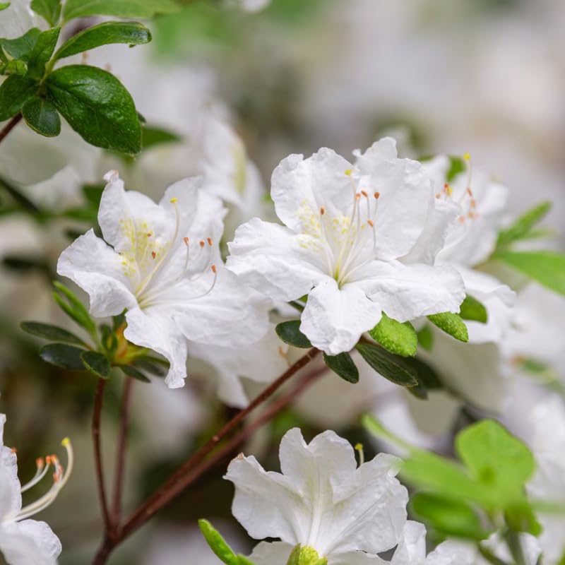 White Azalea Plant in 4 Inch Pot, 8-10 Inch Tall, Azalea Bush Rhododendron Like Flowering Shrub with Vibrant Spring Blooms for Garden and Containers