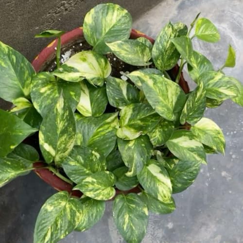 Golden Pothos Live Plant, 4-6" Tall Hanging Houseplant, Pothos Plant for Indoor Outdoors Garden, Live Houseplants Without Pot
