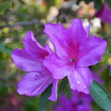 Purple Azalea Plant in 4 Inch Pot, 8-10 Inch Tall, Azalea Bush Rhododendron Like Flowering Shrub with Vibrant Spring Blooms for Garden and Containers