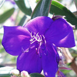 Lot 4 Blue Tibouchina Plants Live for Planting 5 to 8 Inch Tall, Fragrant Tibouchina Bush Live Plants
