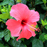Pink Hibiscus Plant Live, Hardy Hibiscus Flowers Colorful Blooms for Outdoor Landscapes, 8-10 Inch Height, Hibiscus Shrubs, No Pot, Well-Rooted