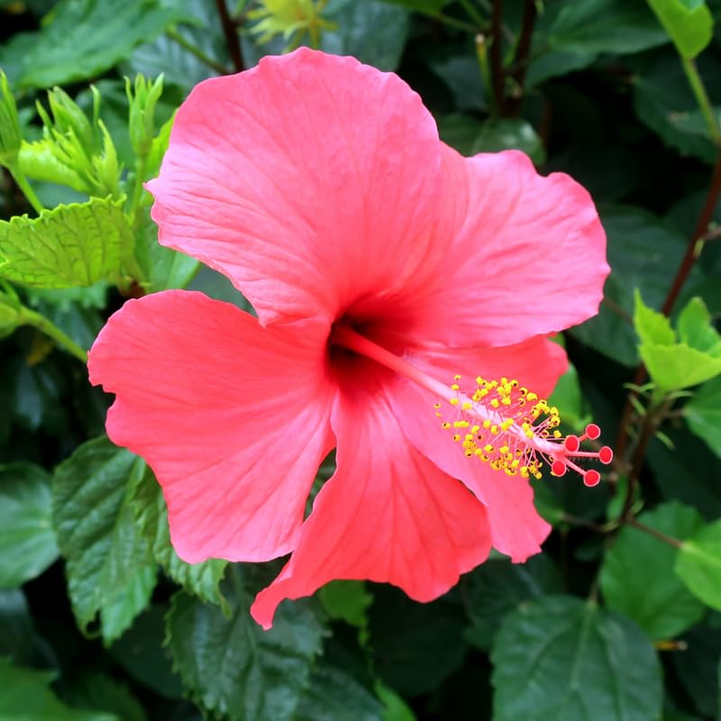Pink Hibiscus Plant Live, Hardy Hibiscus Flowers Colorful Blooms for Outdoor Landscapes, 8-10 Inch Height, Hibiscus Shrubs, No Pot, Well-Rooted