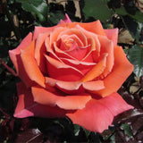 Rose Bush Live Plant, Fragrant Rose Plant Live for Planting, 5-10 Inch Tall, Ornamental Flowers Indoor Outdoor (Red Orange Rose)