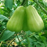 Green Wax Apple Tree Live, Apple Fruit Tree 2–3 Feet Tall, Tropical Fruit Tree for Outdoor Planting