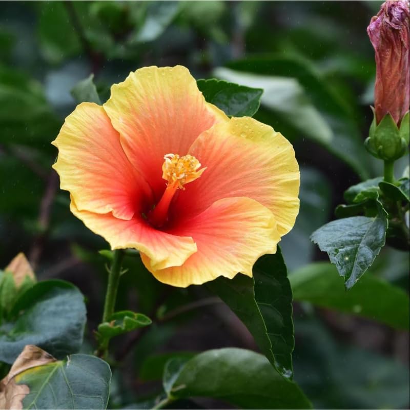 Sunset Hibiscus Plant Live, Hardy Hibiscus Flowers Colorful Blooms for Outdoor Landscapes, 8-10 Inch Height, Hibiscus Shrubs, No Pot, Well-Rooted