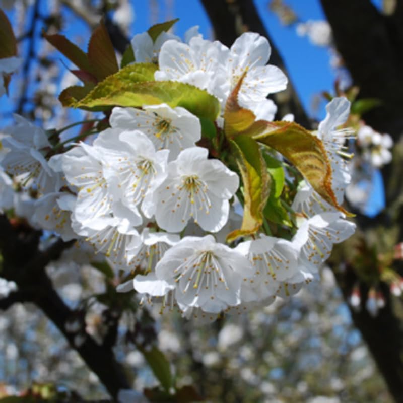 Red Cherry Tree Live Plant, Sweet Cherry Plant Live Fruit Tree 3-4 Feet Height, Large Dark Red Cherry Tree Plant for Planting