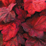 3 Coral Bells Heuchera Perenial Live Plants, Red Orange Yellow Seasonal Leaves Color Change, Well-Rooted 5-9 Inc Tall, No Pot