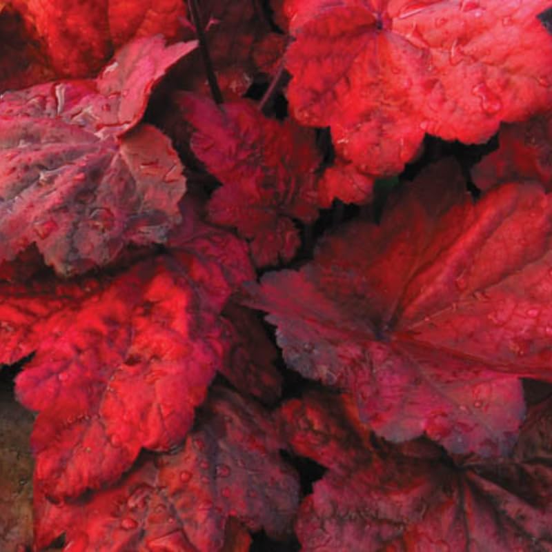 3 Coral Bells Heuchera Perenial Live Plants, Deep Purple to Pink Red Seasonal Leaves Color Change, Well-Rooted 5-9 Inc Tall, No Pot
