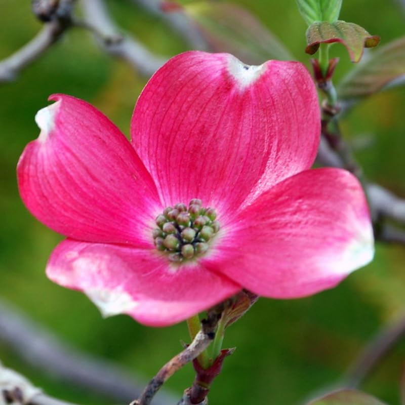 3 Pink Dogwood Trees Live Plants, 1 Year Old Dogwood Trees Bushes for Planting Outside, 6"-12" Tall in 2.5" Pot, Flower Shrubs Dormant in Winter