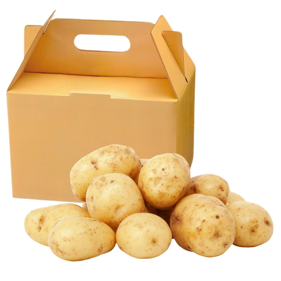 2 Pounds Yukon Gold Seed Potatoes for Planting, Heirloom, High Yields Potato Seeds Tubers Bulbs Vegetable Live Plants